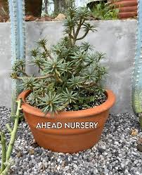 Image result for Dorstenia buchananii