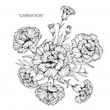 Ramalhete Da Ilustracao Do Desenho Da Flor Do Cravo Carnation Tattoo Flower Drawing Carnation Flower Tattoo