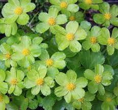 Yellow And Green Plants Related Keywords Suggestions Yellow And Green Plants Long Tail Keywords Woodland Plants Green Flowers Plants