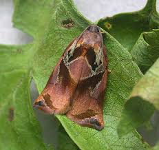 Image result for Archips podanus