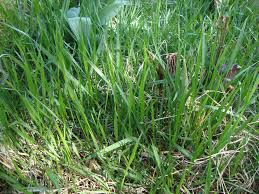 A strong smell coming from a cactus plant, and i'm presuming you mean a thick chunky roundish cactus, is very bad news. Irises Forum Combating Grass In An Iris Garden Garden Org