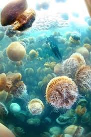 Giant Files Nomura And Lion S Mane Jellyfish Ocean Life Photography Ocean Life Sea Creatures