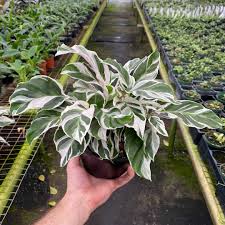 Image result for calathea