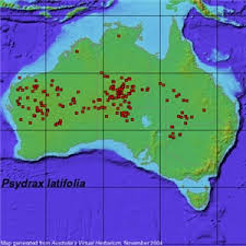 Image result for Psydrax martinii