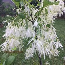 Image result for Chionanthus
