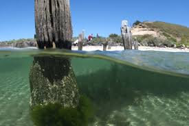 Half Underwater Photography Images Amp Pictures Becuo Underwater Photography Underwater Photos Underwater