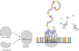 The ribosome is a complex made of protein and rna and which adds up to numerous million daltons in size and assumes an important part in the course of decoding the genetic message reserved in the genome into protein. Ribosomes Transcription Translation Learn Science At Scitable