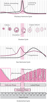 Sie werden durch hormonelle veränderungen ausgelöst. Menstruationszyklus Gesundheitsprobleme Von Frauen Msd Manual Ausgabe Fur Patienten