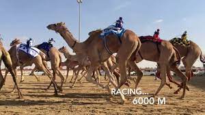 The dubai camel racing club, a wonderful and exciting experience is located along the al ain road, in al marmoom dubai. Camel Racing At Al Marmoom 1 2 January Dubai 2020