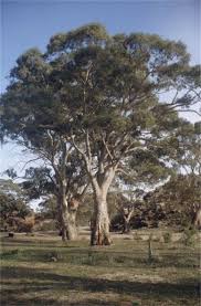 Image result for Eucalyptus camaldulensis