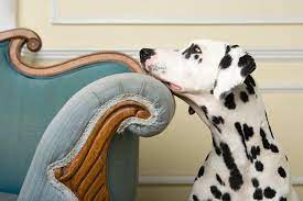 If the dog responsive to mild punishers after two or three attempts, this may also be an acceptable strategy that will break the dog of the unwanted habit. How To Train Your Dog To Stay Off The Furniture