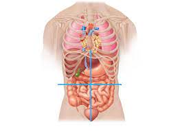 Human anatomy for muscle, reproductive, and skeleton. Honors Human Anatomy Quadrants Of The Abdomen Diagram Quizlet