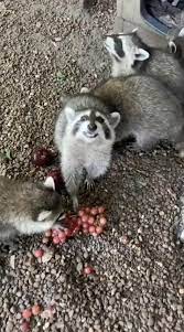 They Just Eat Grapes Video Funny Animal Videos Funny Animal Photos Cute Baby Animals