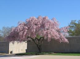 An umbrella shaped tree having nicely arranged branches. Cherry Blossom Umbrella Tree