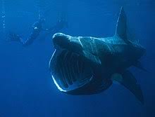 Check spelling or type a new query. Basking Shark Wikipedia
