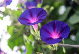 This may be one of the reasons that purple flowers are so adored by gardeners everywhere. 30 Best Plants With Purple Flowers