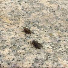 Ein bewerber kommt vorbei und sieht sich nawins zimmer an. Kleine Schwarze Fliegen Im Arbeitszimmer An Der Decke