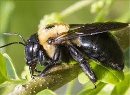 Finding out which of these large bee species sting hurts the worst was an experience i'll never forget we tested the sting of both the bumblebee and the. Carpenter Bee Pest Library Jp Pest Services Nh Ma Me Vt