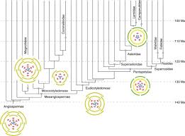 Some of the plants are. The Ancestral Flower Of Angiosperms And Its Early Diversification Nature Communications