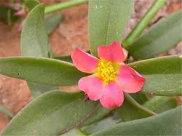 Image result for Talinum crispatulum