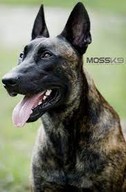 Police K9 Moss K9 Malinois Puppies For Sale Malinois Puppies Dutch Shepherd Dog