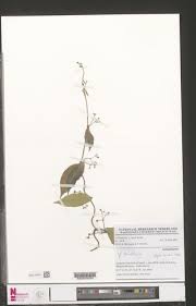 Image result for Secamone parvifolia