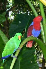 Daintree Rainforest Australia Rainforest Animals Daintree Rainforest Australian Birds