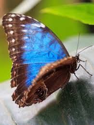 About Wild Animals Picture Of A Beautiful Blue Brown Butterfly Brown Butterflies Butterfly Photos Blue Butterfly Meaning