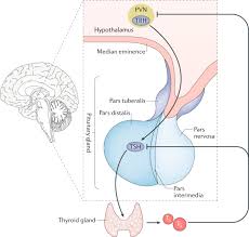 Interconnection Between Circadian Clocks And Thyroid Function Nature Reviews Endocrinology