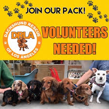 There are lots of dachshund rescues, some with occasional puppies, in texas & elsewhere. Dachshund Rescue Of Los Angeles