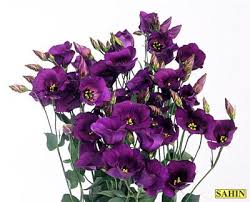 Image result for eustoma flamenco