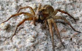 Aranha lobo vida de aranha 18 minecraft. Ficheiro Aranha Lobo Eyes Close Jpg Wikipedia A Enciclopedia Livre