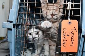 We did not find results for: Lynnwood Paws Shelter Welcomes Van Filled With California Cats And Dogs All Needing A Forever Home My Edmonds News