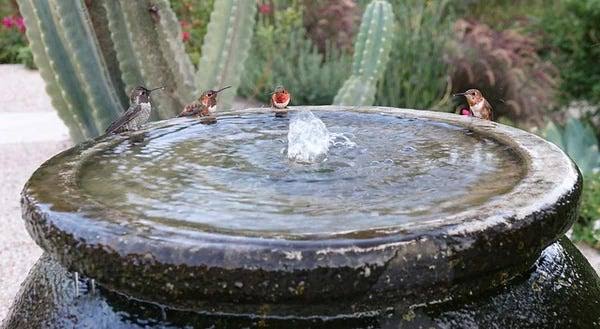 Here's what you need to know before installing a bird bath