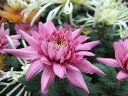 Pin On Chrysanthemum