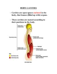 In the dorsal body cavity the brain and spinal cord are located. Body Cavities Winston Knoll Collegiate