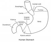 We did not find results for: Anatomy Coloring Pages To Print Anatomy Printable