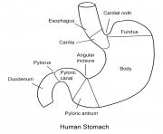 The original format for whitepages was a p. Anatomy Coloring Pages Printable