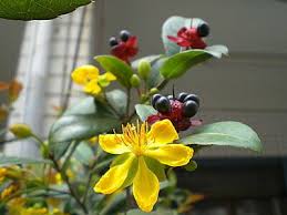 Image result for Ochna serrulata