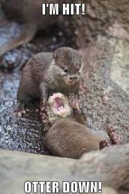 Otter War Funny Animals Animal Captions Funny Animal Pictures
