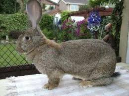 The continental giant rabbit has origins dating back to the 16th century (although it was first recorded in the later 19th century). Continental Giant Rabbits For Sale In Mississippi Hobby Farm Wisdom