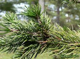 Image result for Pearsonia aristata