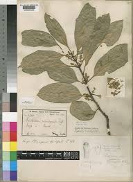 Image result for Xymalos monospora