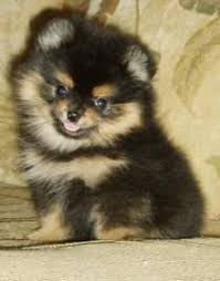 Black And Brown Pomeranian For Sale Teddy Bear Pomeranian Pomeranian Puppy Pomeranian Puppy For Sale Puppies