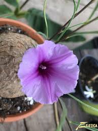 Image result for Merremia stellata