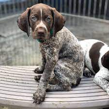The search tool above returns a list of breeders located nearest to the. Alex S German Short Hair Pointer Puppies Of Central Florida Home Facebook