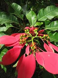 Image result for Euphorbia pulcherrima