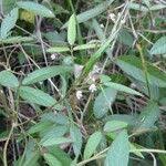 Image result for Teramnus uncinatus