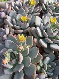 Much of one greenhouse is lled with grim succulents. X Graptoveria A Grim One Graptoveria A Grim One Plant Lust