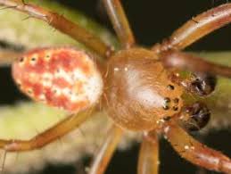 We did not find results for: Tennessee Spiders Pictures And Identification Tips Green Nature